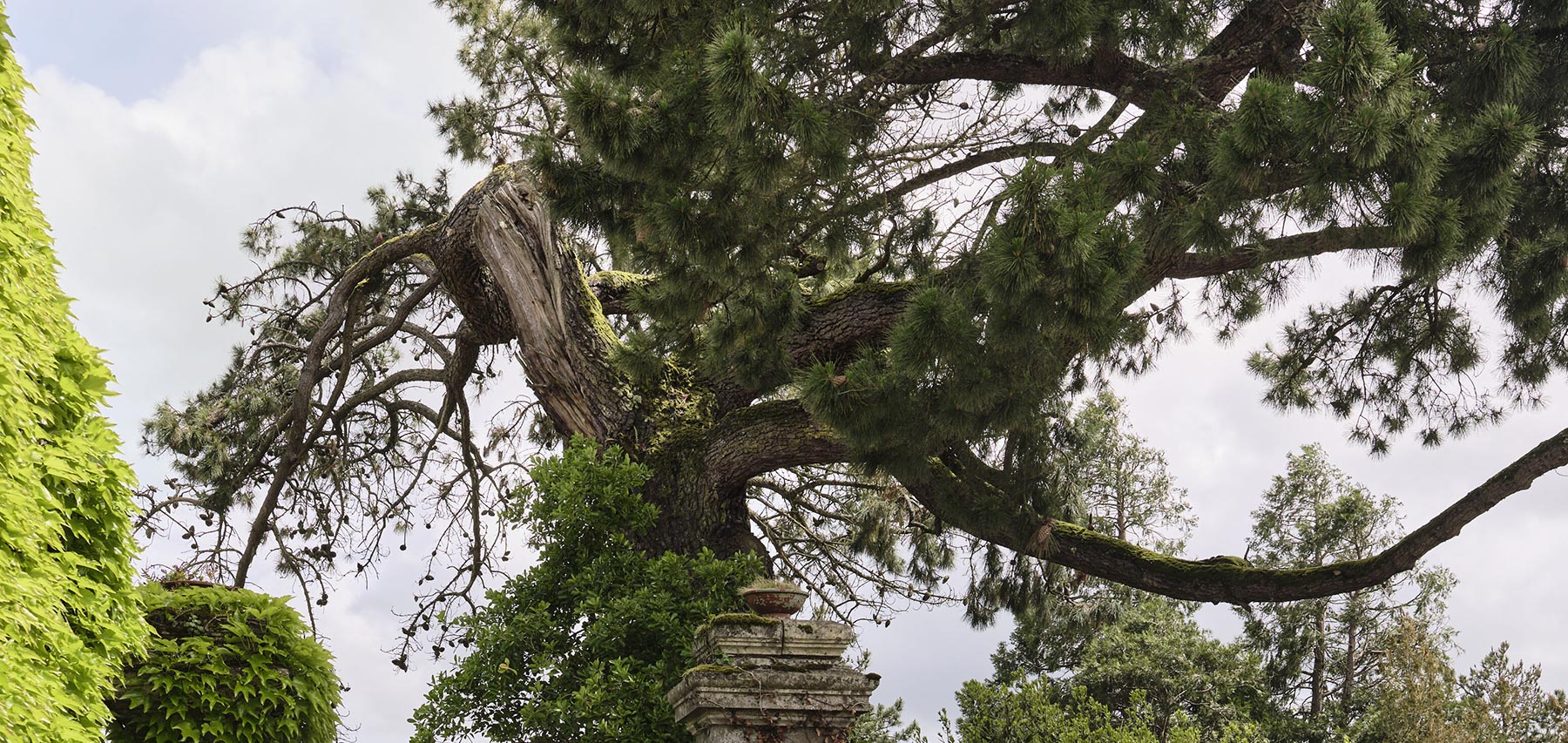 Pin de Monterey des Grand'Maisons, Château-Thébaud, Le Voyage dans le Vignoble de Nantes